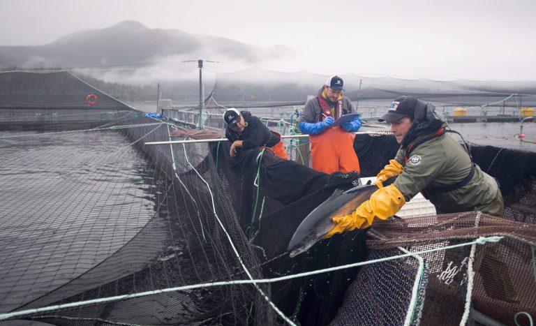 Salmon farms