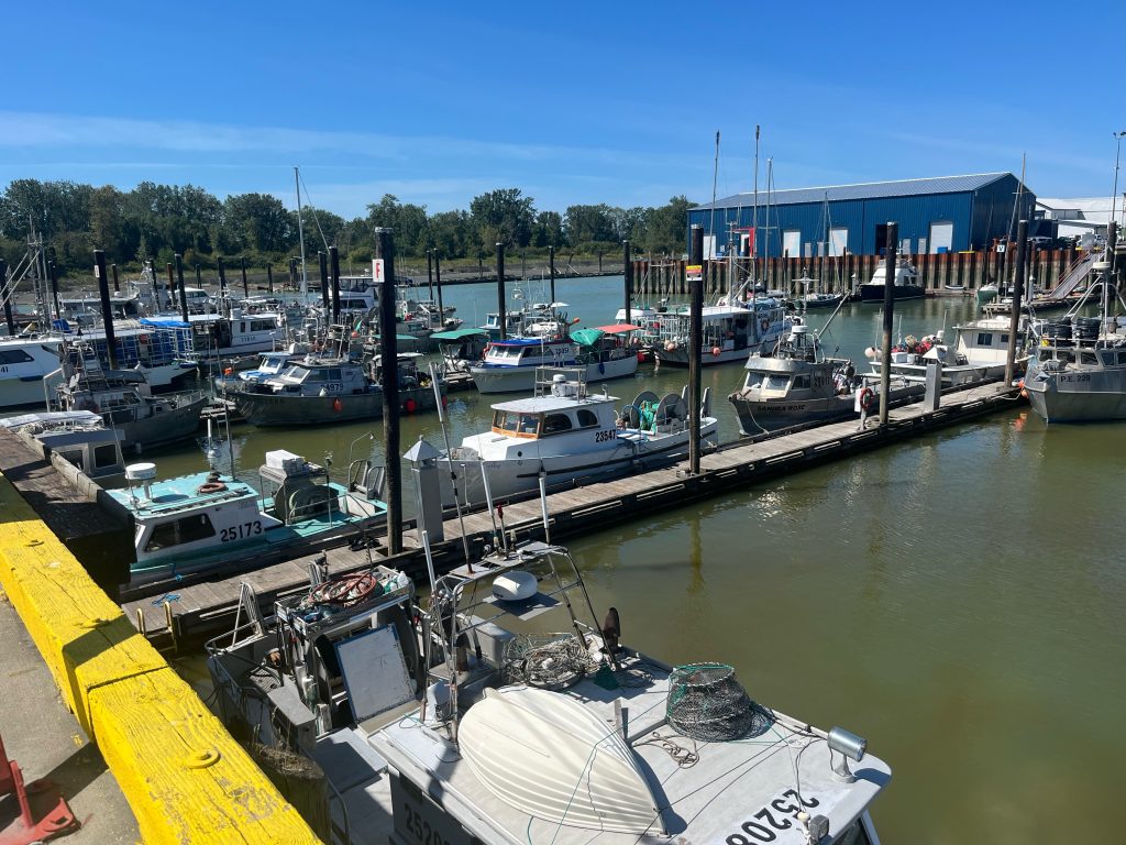Fishing boats were idle last week, despite an unexpected abundance for Fraser River sockeye. | Nelson Bennett