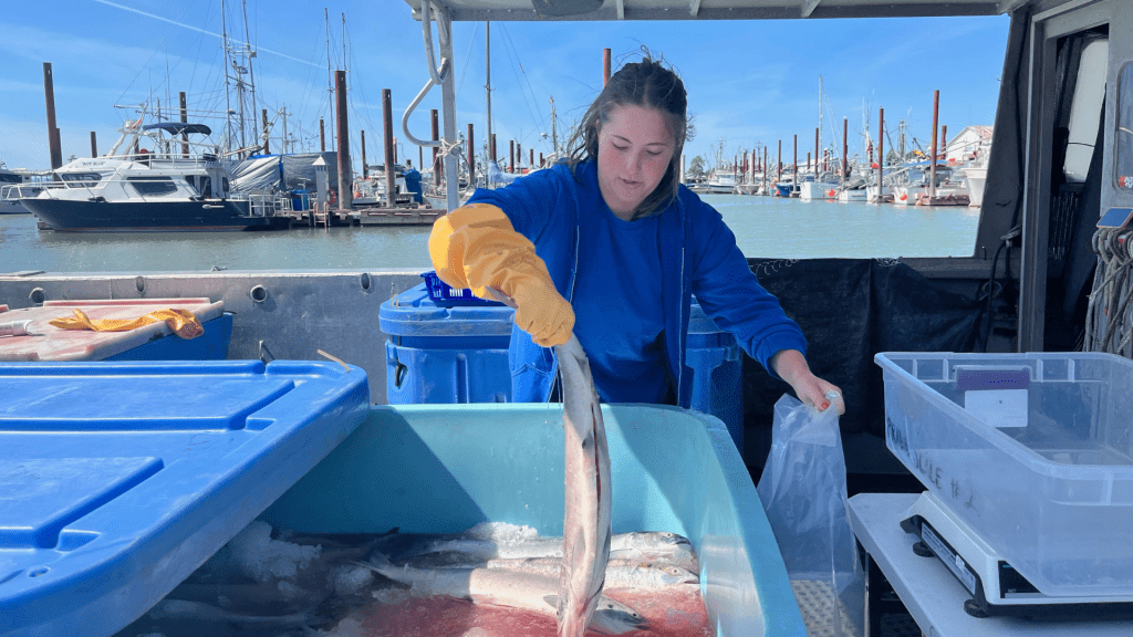 Tayah Takasaki, whose family are Area E gillnetters, prepares a Fraser River sockeye for sale off the boat in Steveston. | Nelson Bennett photo